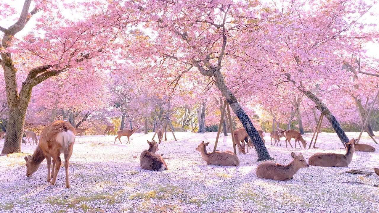 Nara Park cherry blossoms