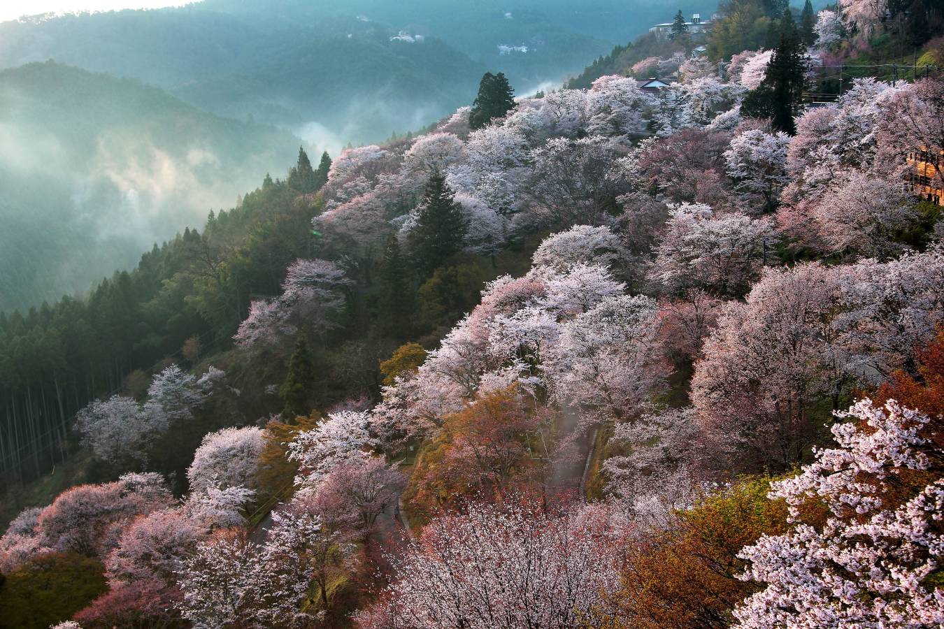 Nara Park cherry blossoms0
