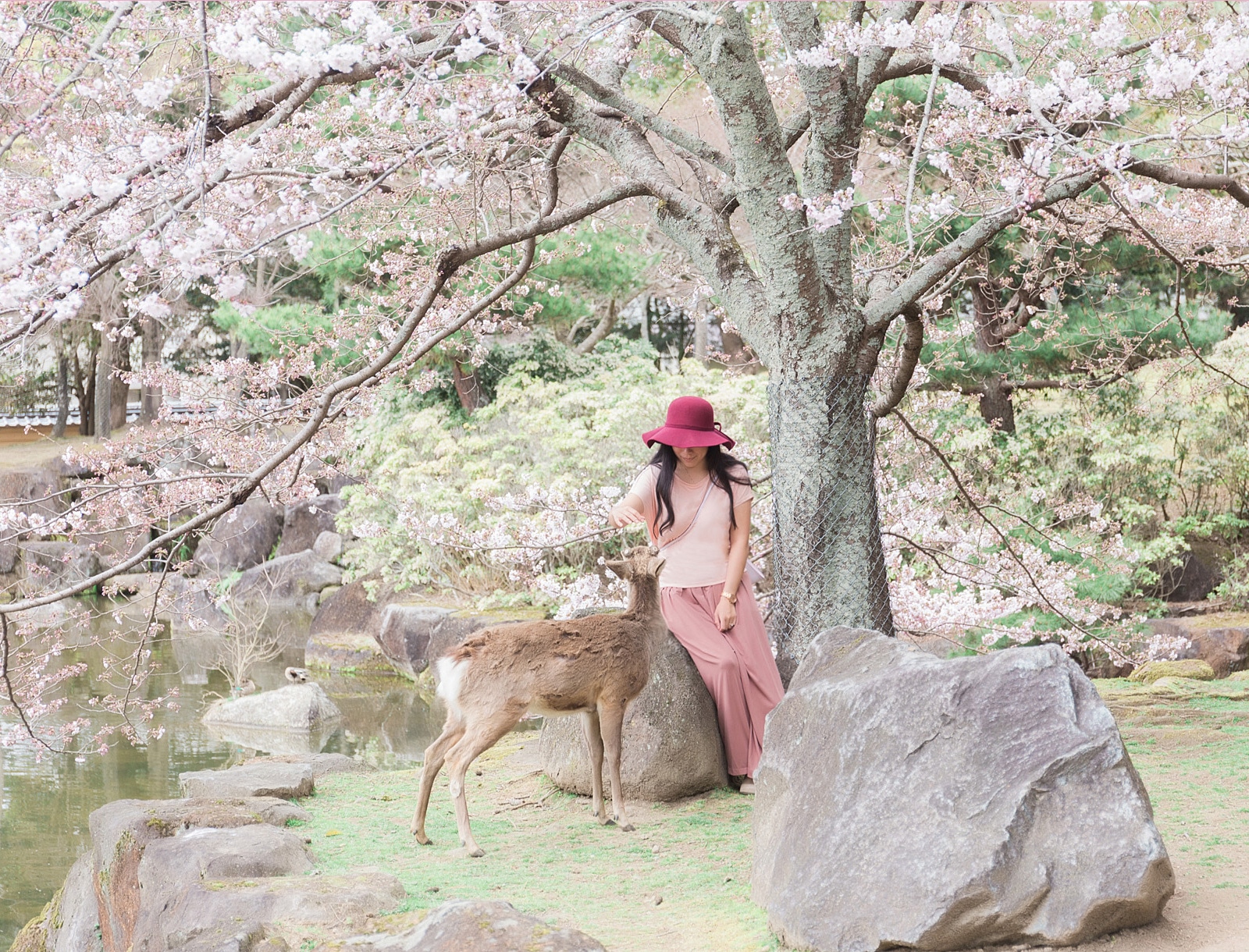 Nara Park cherry blossoms1
