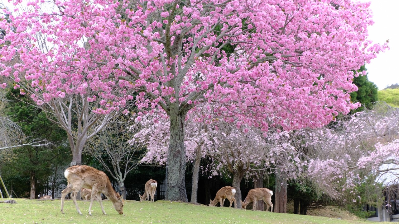 Nara Park cherry blossoms2