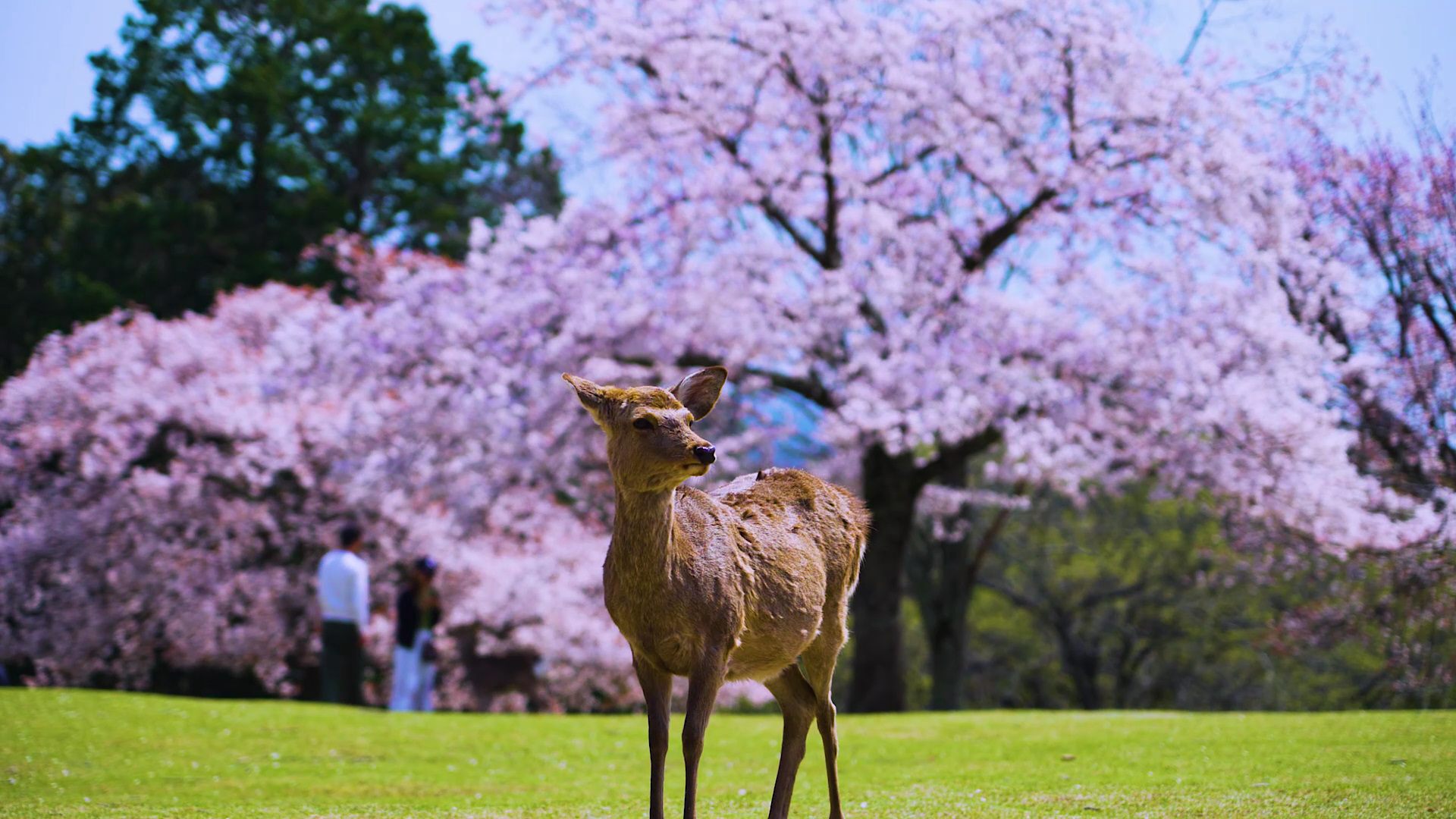 Nara Park cherry blossoms3