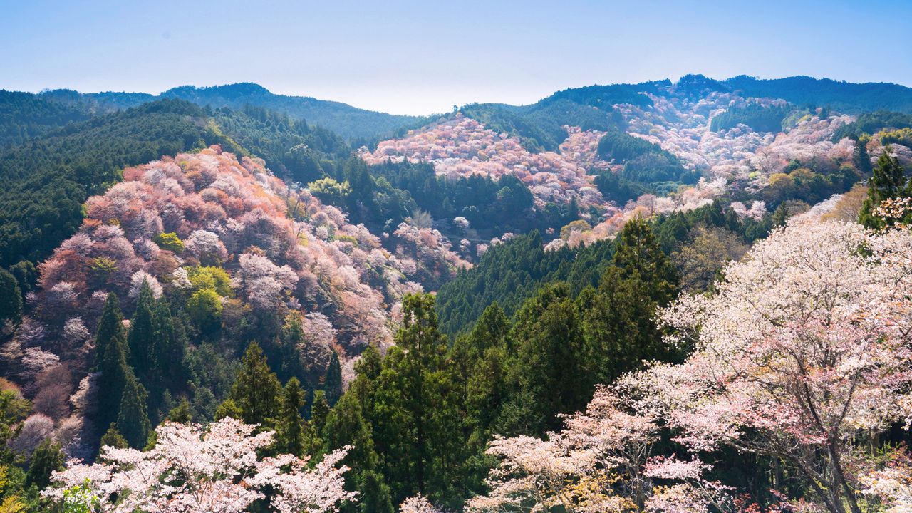 Nara Park cherry blossoms5