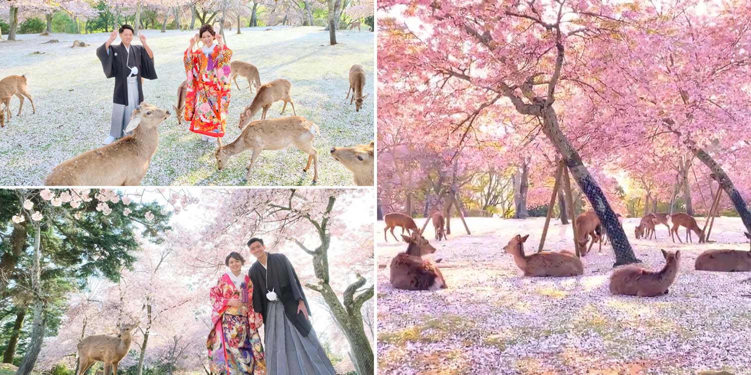 Nara Park cherry blossoms6