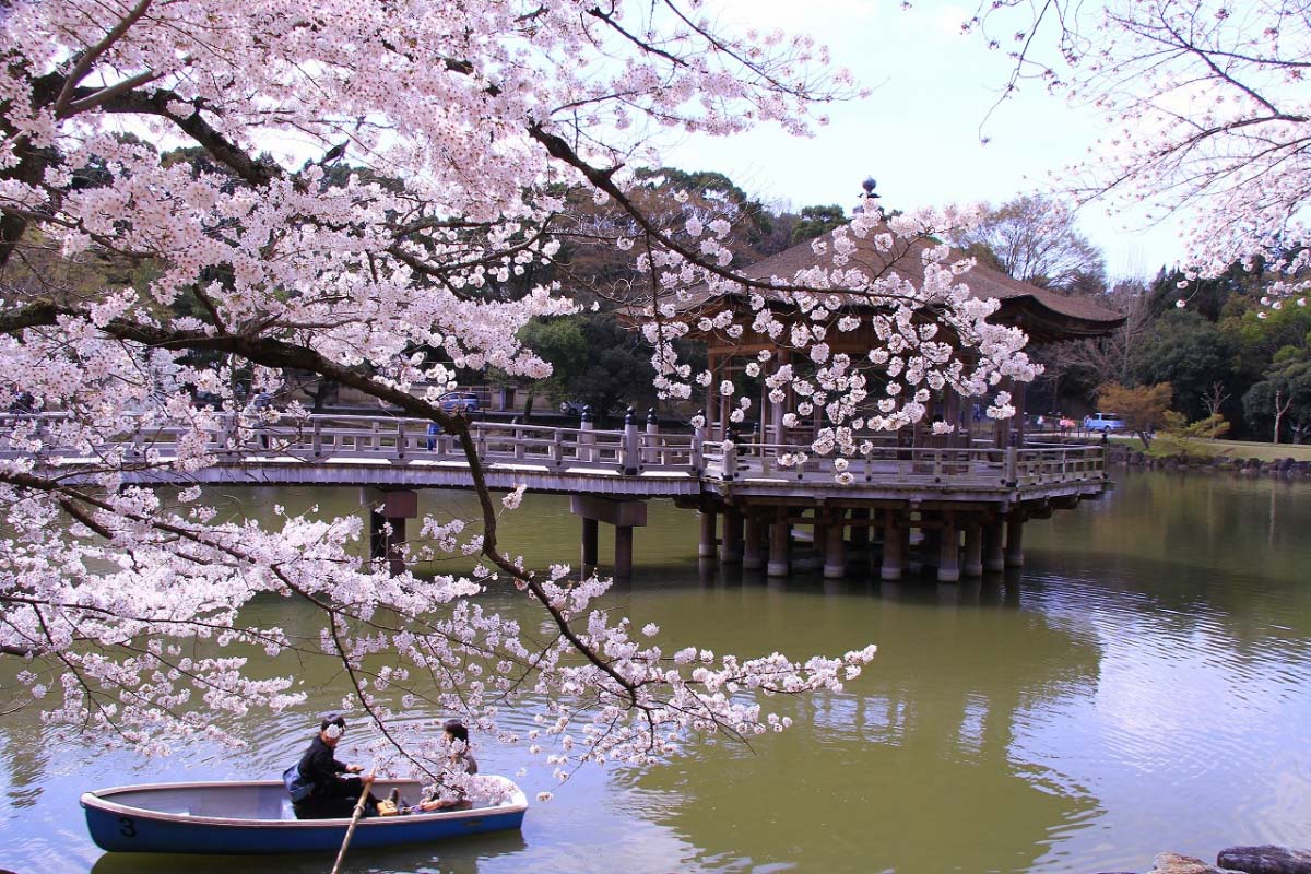 Nara Park cherry blossoms8