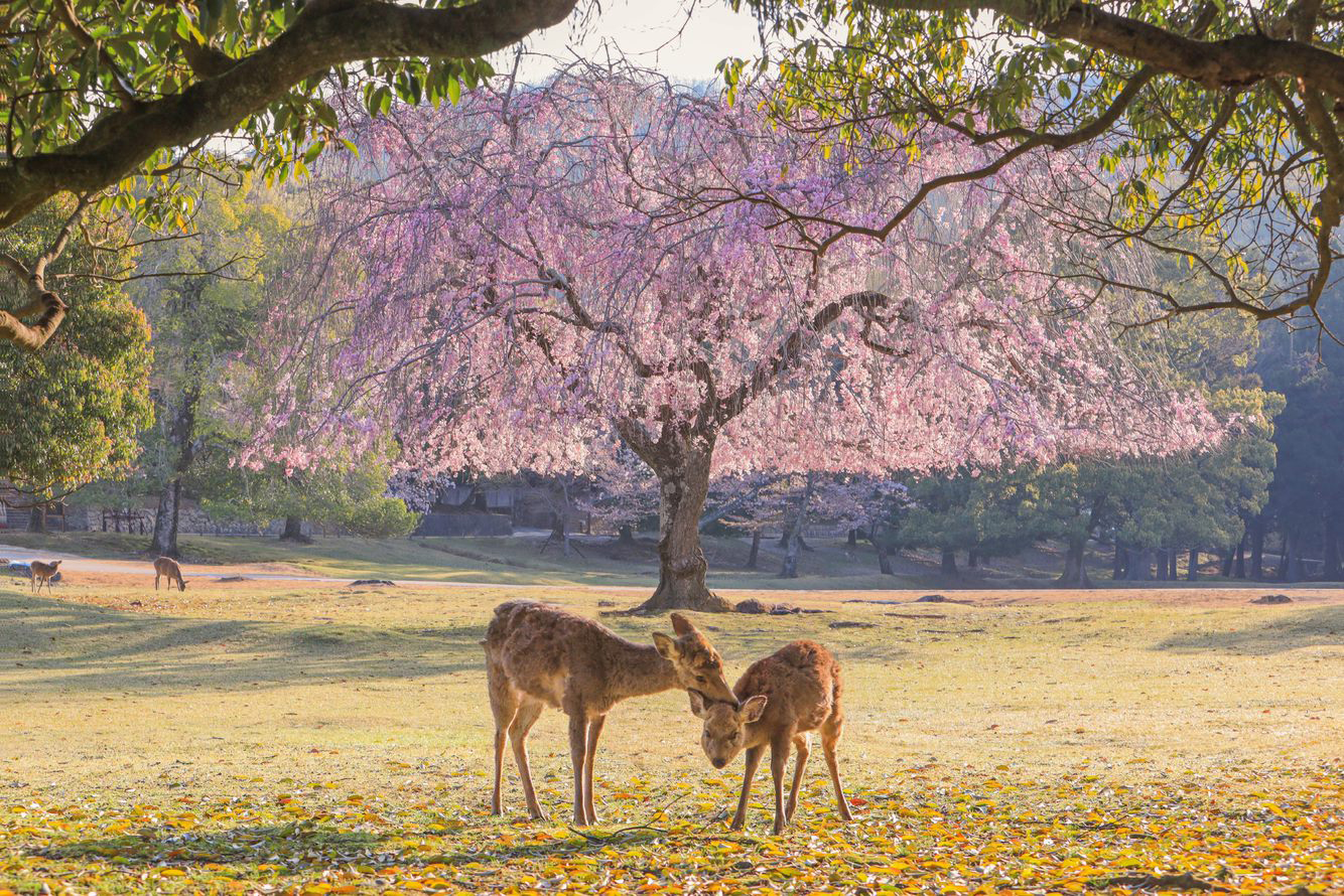 Nara Park cherry blossoms9