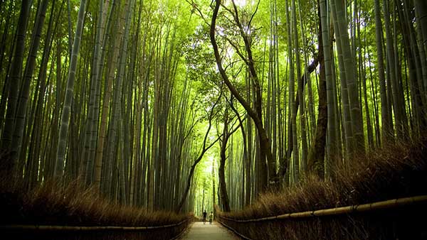 bamboo forest 2