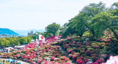 Nishiyama: Thiên đường hoa đỗ quyên giữa lòng Nhật Bản