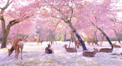 Gặp gỡ những chú nai sika và ngắm hoa anh đào nở rộ tại Công viên Nara