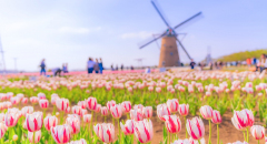 Trải nghiệm mùa xuân Nhật Bản tại Lễ hội Sakura Tulip Festa 2024
