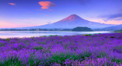 Mùa hè rực rỡ tại &quot;Provence&quot; Nhật Bản: Trải nghiệm ngắm hoa oải hương tại công viên Oishi